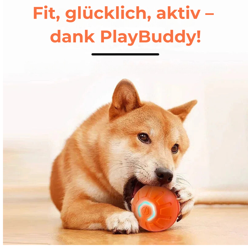 PlayBuddy